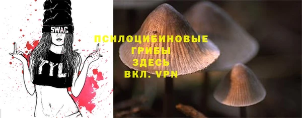 прущие грибы Абинск